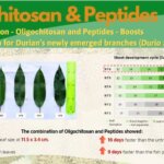 Bulletin #5 – Biological Solutions – Oligochitosan & Peptides – Boost Vigorous Growth for Durian’s newly emerged branches (Durio zibethinus L.)