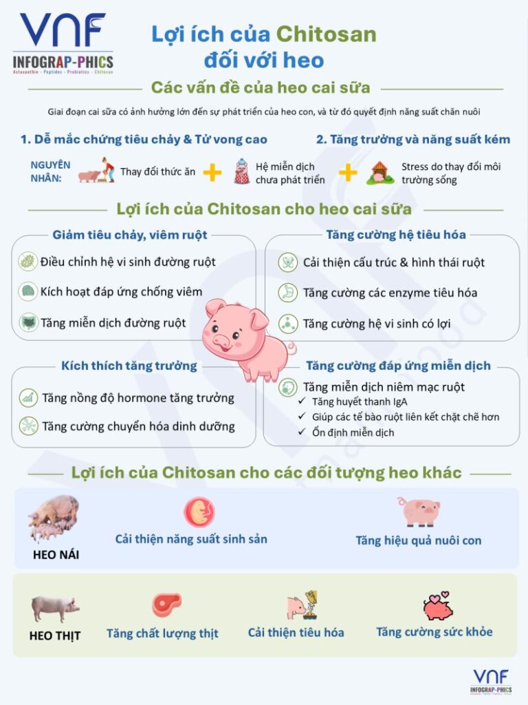 |VNF INFOGRAPHIC SERIES| Chitosan: From the Shell to the World 0️⃣1️⃣6️⃣ Lợi ích của chitosan đối với heo