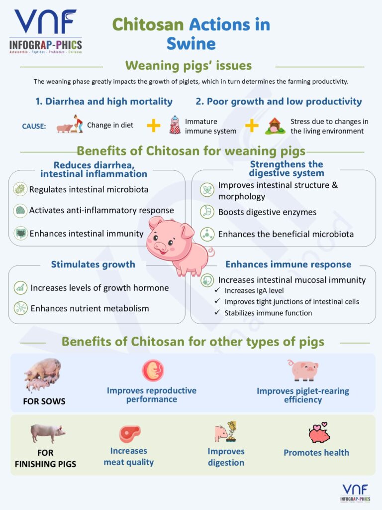 |VNF INFOGRAPHIC SERIES| Chitosan: From the Shell to the World 0️⃣1️⃣6️⃣ Chitosan Actions in Swine