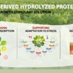 VNF BULLETIN 0️⃣1️⃣2️⃣ – ANIMAL-DERIVED HYDROLYZED PROTEINS: AN EFFECTIVE GROWTH STIMULANT SOLUTION FOR CROPS